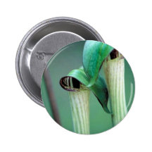 Jack-in-the-pulpit Button
