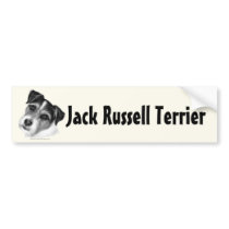 Jack (Parson) Russell Terrier