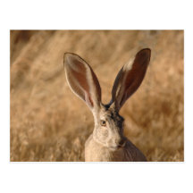 Jack rabbit with large ears photo postcard