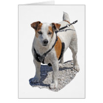 Jack Russell Dog cards
