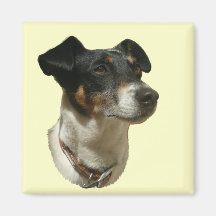 Jack Russell Dog magnet