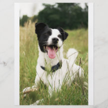 Jack Russell Flyer Design
