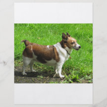 Jack Russell Flyers