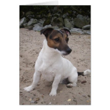 Jack Russell klein Hund Grußkarte