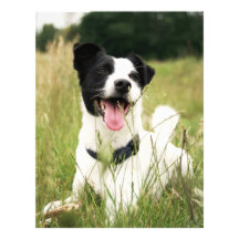 Jack Russell Personalized Letterhead