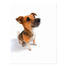 Jack Russell Post Cards