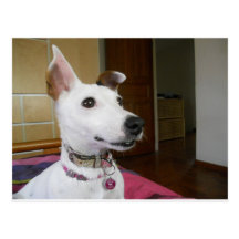 Jack Russell Terier ポストカード