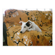 Jack Russell Terrier はがき