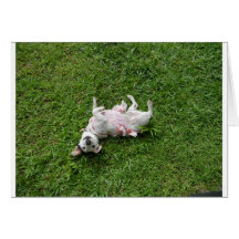 Jack Russell Terrier カード