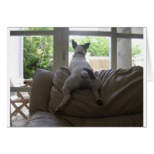 Jack Russell Terrier グリーティングカード