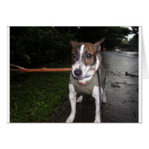 Jack Russell Terrier グリーティング・カード