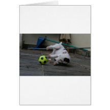 Jack Russell Terrier グリーティング・カード