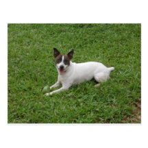 Jack Russell Terrier ポストカード