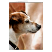 JACK RUSSELL TERRIER DOG CARDS