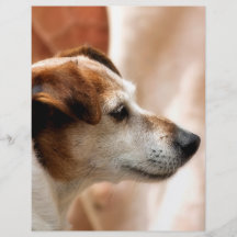 JACK RUSSELL TERRIER DOG FULL COLOR FLYER