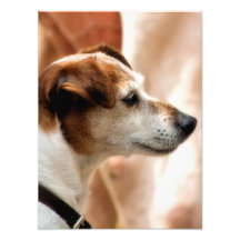 JACK RUSSELL TERRIER DOG PHOTOGRAPHIC PRINT