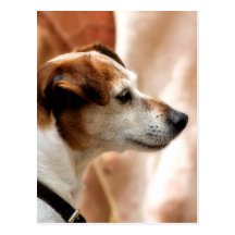 JACK RUSSELL TERRIER DOG POST CARDS