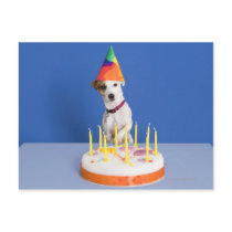 Jack Russell Terrier dog wearing party hat Post Cards