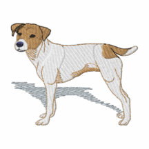 Jack Russell Terrier