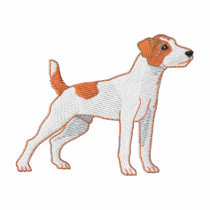 Jack Russell Terrier