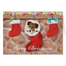 Jack Russell Terrier in a stocking Cards