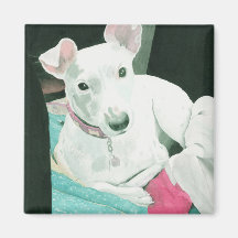 Jack Russell Terrier Magnet