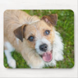 Jack Russell terrier photo mousepad