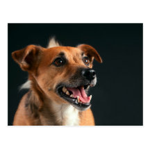 Jack Russell terrier Post Card