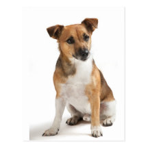 Jack Russell terrier Post Card
