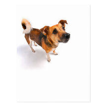 Jack Russell terrier Post Cards