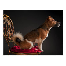 Jack Russell terrier Postcard