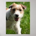 Jack Russell Terrier poster