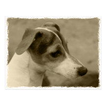 Jack Russell Terrier Postkarte