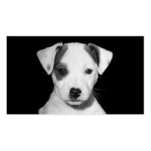 Jack Russell Terrier Puppy Business Card