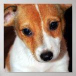 Jack Russell Terrier Puppy Dog Poster