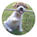 Jack Russell Terrier Puppy Sticker