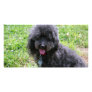 Jack T. Poodle