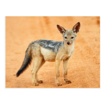 Jackal postcards