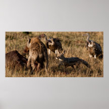 Jackal Thief Print