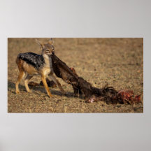 Jackal with kill print