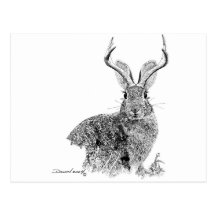 Jackalope Carte Postale