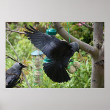 Jackdaw With Fat Balls Poster