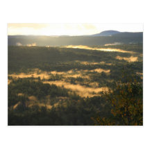Jacobs Hill Forest Fog Post Cards