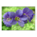 Jacob's Ladder Blossoms cards