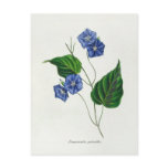 Jacquemontia pentanthos (skyblue clustervine) postcard