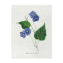 Jacquemontia pentanthos (skyblue clustervine) postcard