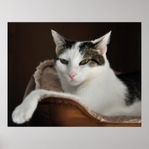 Jade Paws Poster