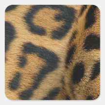 jaguar-1 stickers