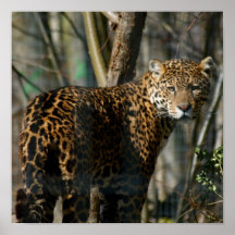 Jaguar Cat Poster
