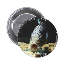 Jaguar Cichlid Buttons